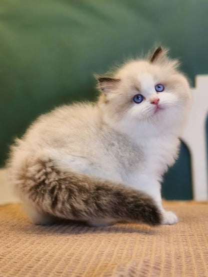 Ragdoll