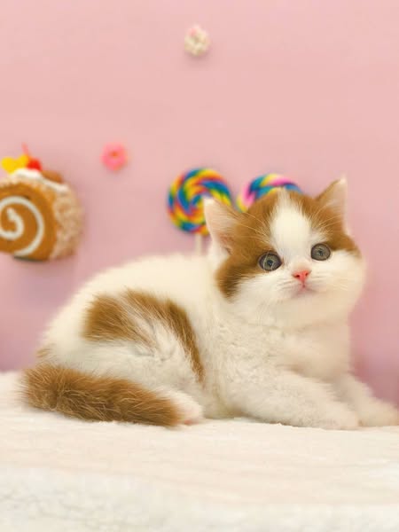 British Shorthair