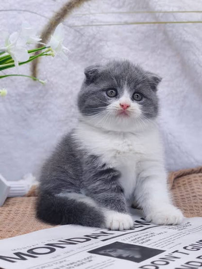 Scottish Fold