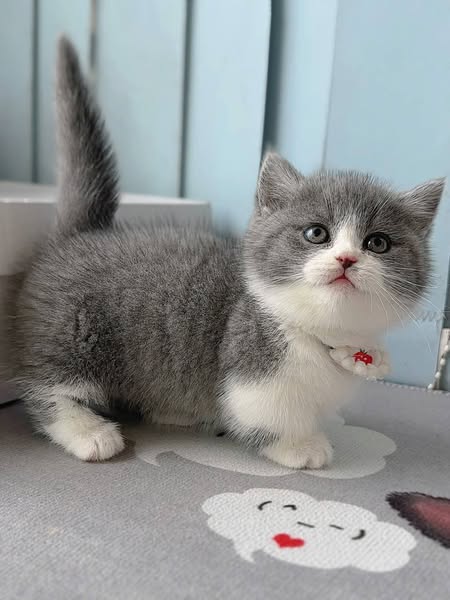 Munchkin