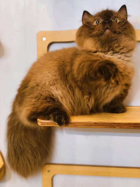 Munchkin Longhair