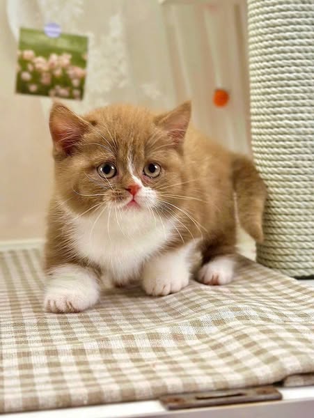 Munchkin