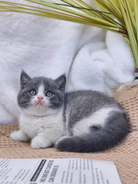 British Shorthair