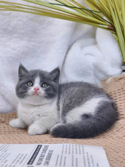 British Shorthair