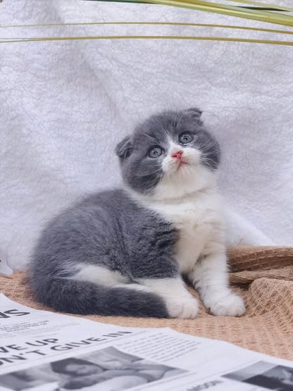 Scottish Fold