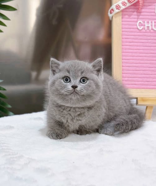 British Shorthair