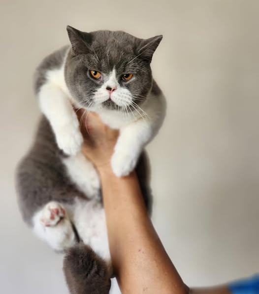 British Shorthair