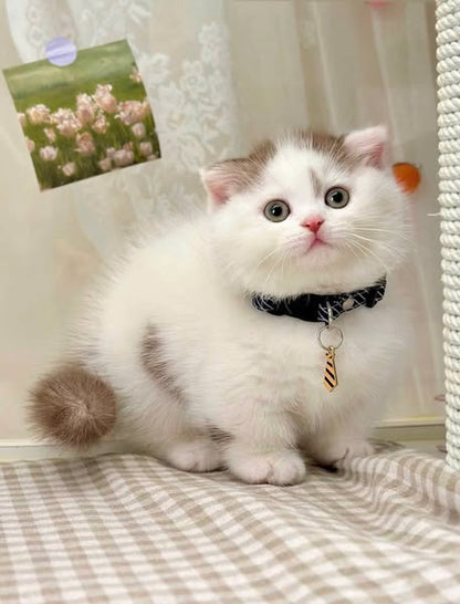 Munchkin Fold