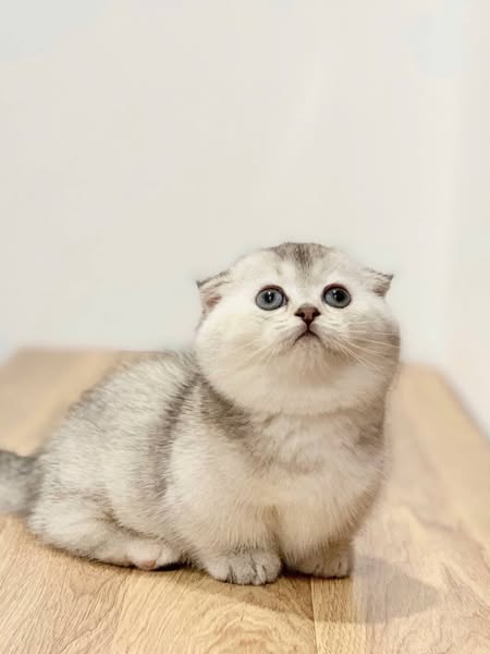 Munchkin Fold