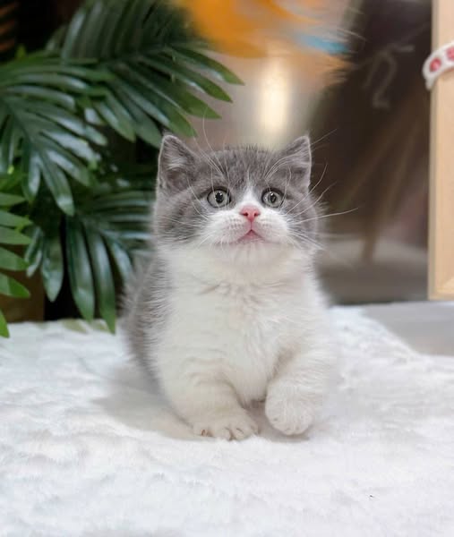 British Shorthair