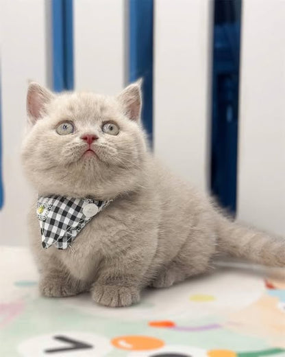 Munchkin