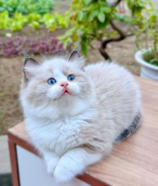 Ragdoll