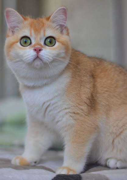 British Shorthair