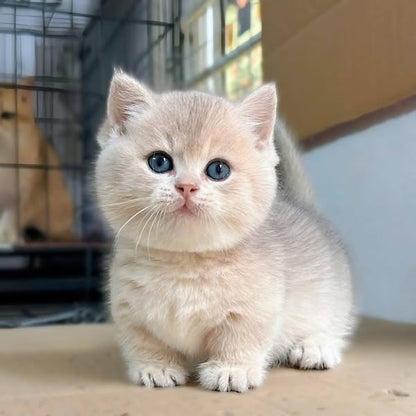 Munchkin