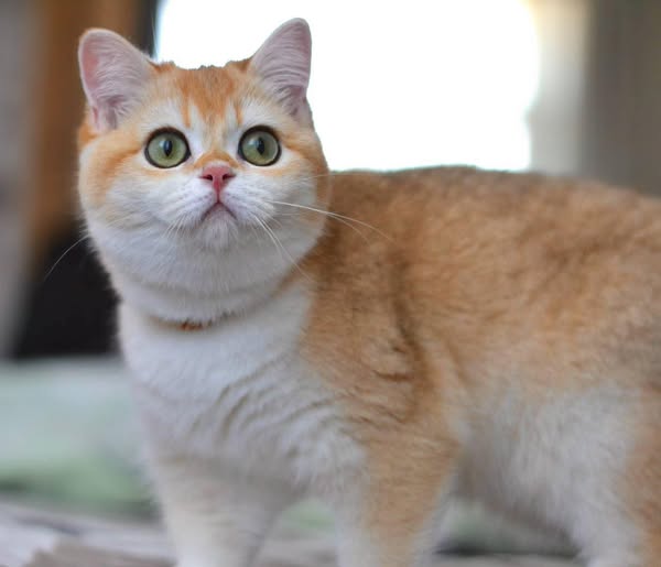 British Shorthair