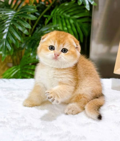 Scottish Fold