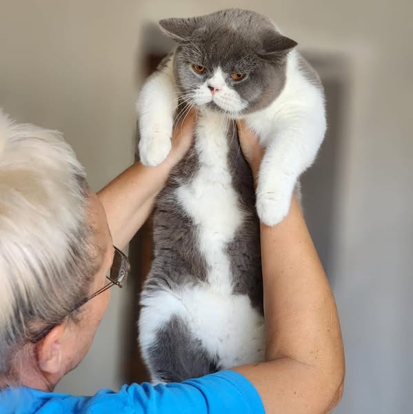 British Shorthair