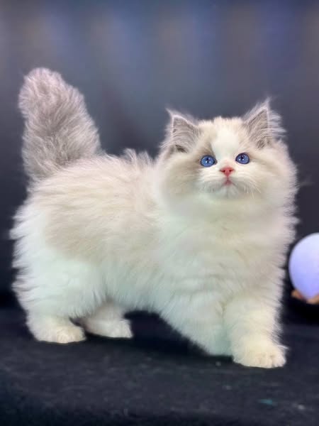 Ragdoll