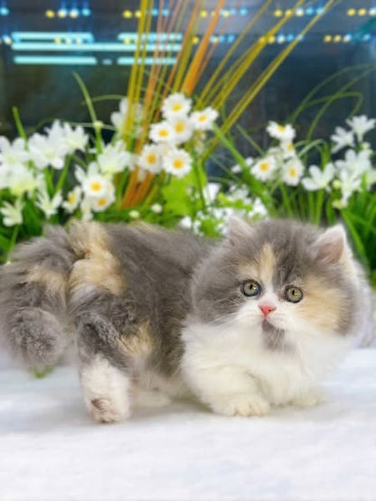 Munchkin Longhair
