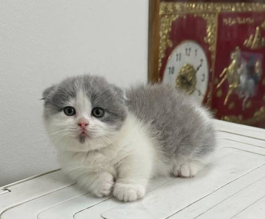 Munchkin Fold