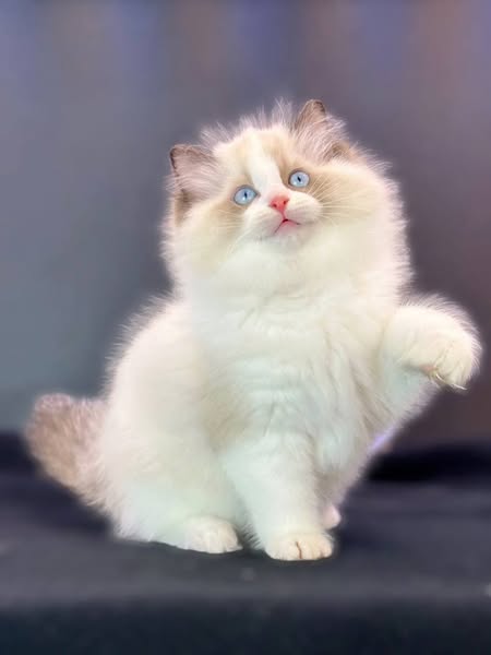 Ragdoll