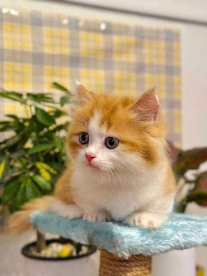 Munchkin Longhair