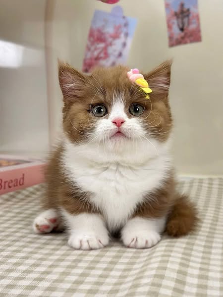 Munchkin Longhair