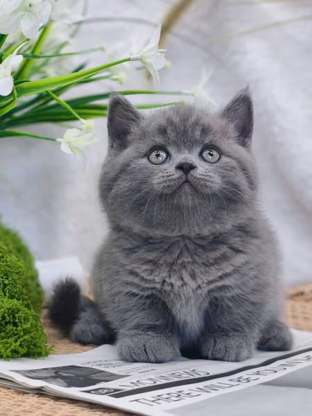 Munchkin