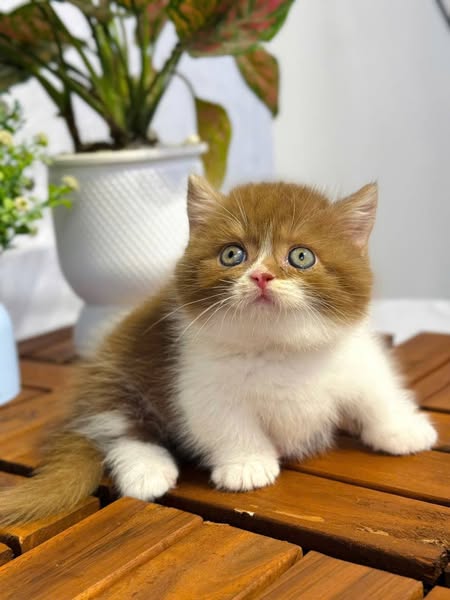 Munchkin