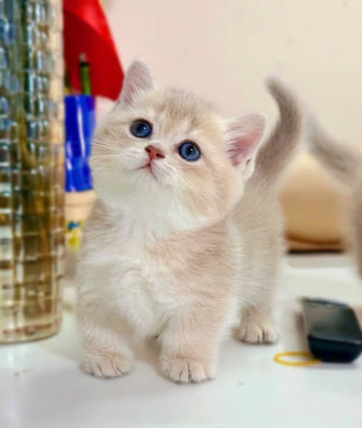 Munchkin