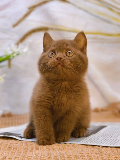 British Shorthair