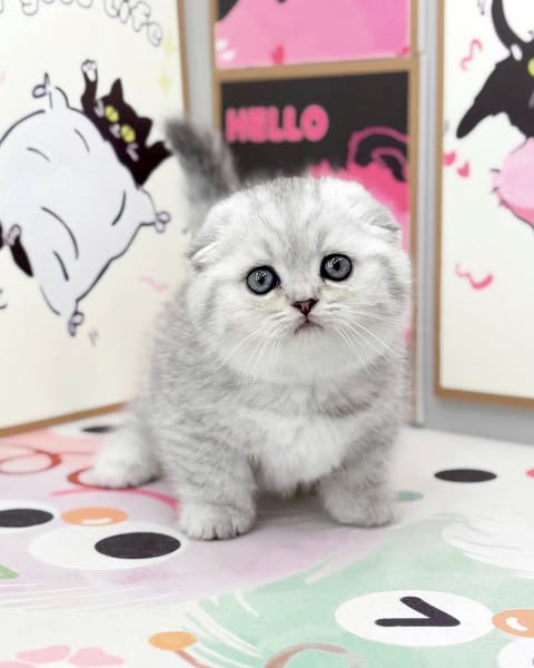 Munchkin Fold