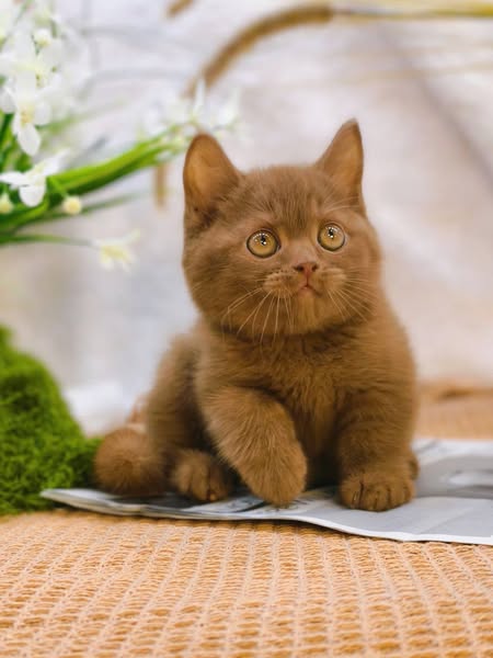 British Shorthair