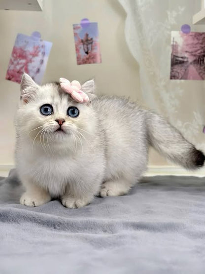 Munchkin