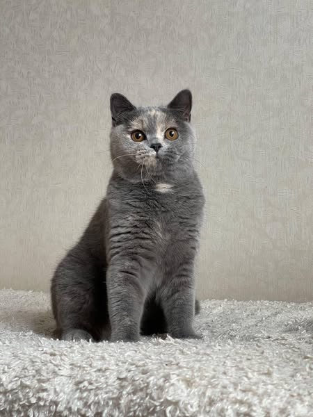 British Shorthair
