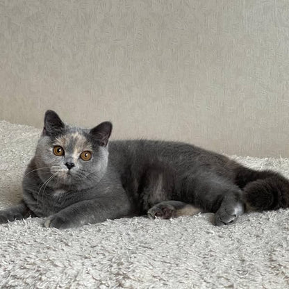 British Shorthair