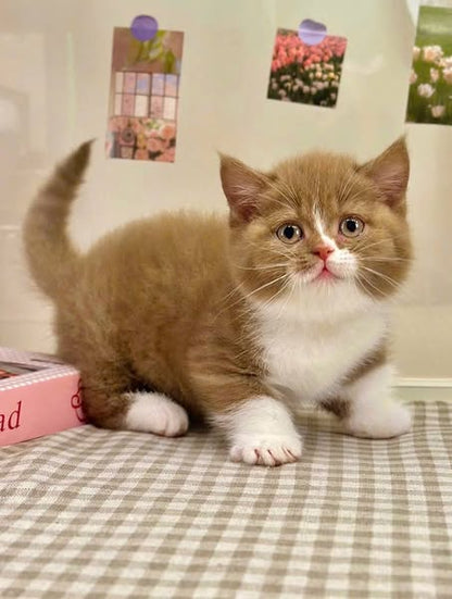 Munchkin
