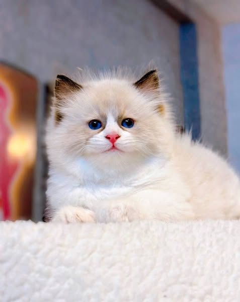 Ragdoll