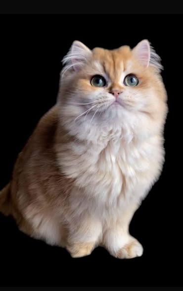 British Longhair