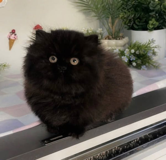 Munchkin Longhair