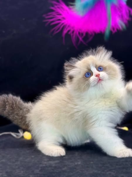 Ragdoll
