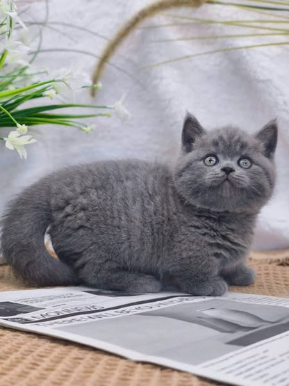 Munchkin
