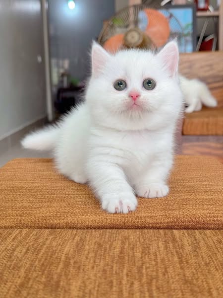 Munchkin