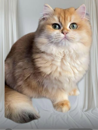 British Longhair