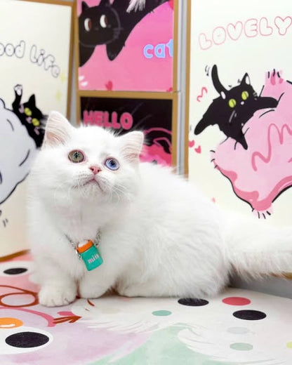 Munchkin
