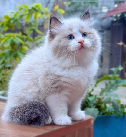 Ragdoll