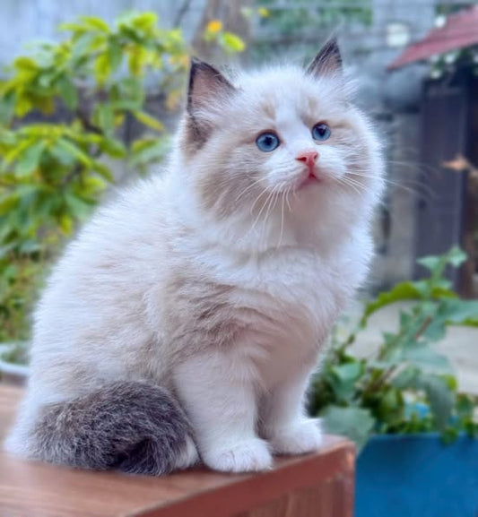 Ragdoll