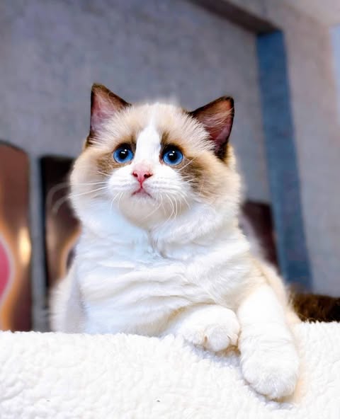 Ragdoll