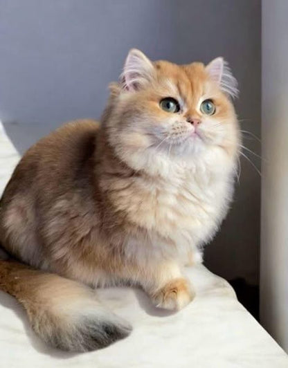 British Longhair