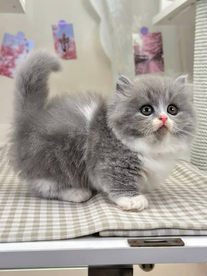 Munchkin Longhair